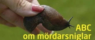 Lär känna din fiende mördarsnigeln