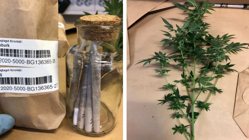 I lägenheten hittade polisen bland annat en cannabisplanta. (Bilden är hämtad ur förundersökningen.) 