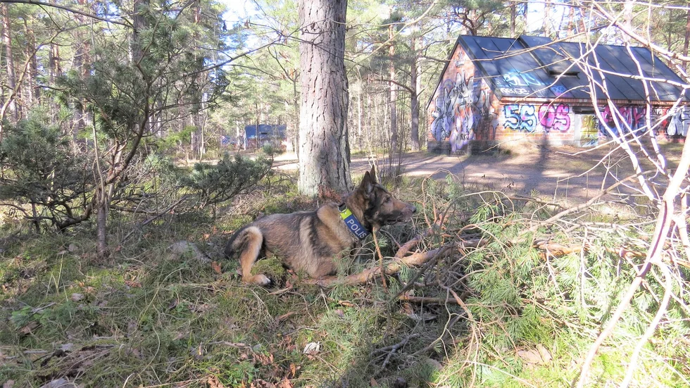 Det var en narkotikahund som hittade det gömda narkotikapartiet i Djuplundaskogen i Visby.