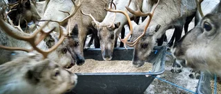 Renskötsel måste bli en del i utbildningar