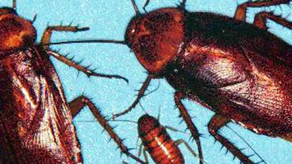 American cockroaches  are shown in an undated file photo from the University of Nebraska.  Researchers say the roach's ability to scurry out of the path of an oncoming shoe or rolled up newspaper is aided by an organ that senses the slightest changes in wind speed and direction.   It's an organ that most other creatures, including humans, lack, according to scientists at NEC Research Institute whose study appears in Thursday's editions of the journal Nature. 
(AP Photo/HO LARRY SHULZE Code: 433
COPYRIGHT SCANPIX SWEDEN