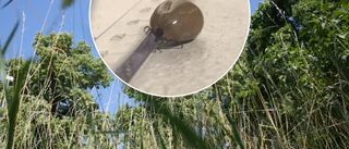 Fästingarna kryper allt längre norrut 