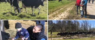Kosläpp på Dråsa gård lockade besökare i alla åldrar