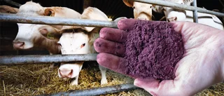 Så ska gotländska kor bidra till klimatomställningen