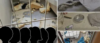 Personalen vittnar: Djur far illa på hunddagis i Västerbotten