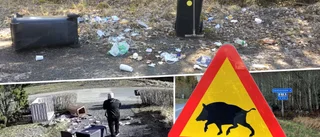 Vildsvinen är tillbaka – boende vill ha jakt: "Värre än någonsin"