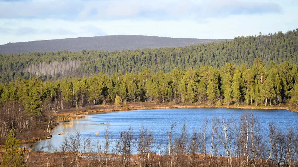 Skyddsvärda skogar. Arkivbild.