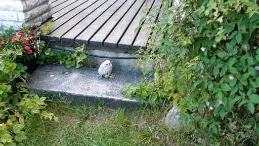Den lilla tornfalksungen satt på trappen till altanen och var lite medtagen.