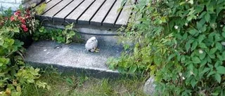 Fick rycka ut och rädda tornfalksunge