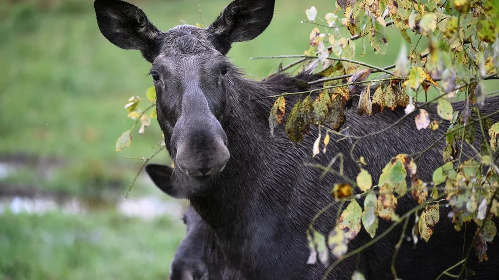Den sällsynta sjukdomen CWD har påträffats i två älgar i Norrbotten.