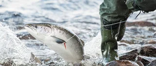 Grönt ljus för fiske igen