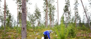"Prisökning – annars är branschen död"