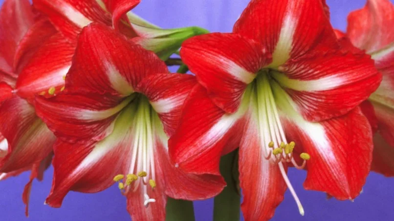 Så här härlig blomning med två stjälkar i blom samtidigt bjuder ofta Baby Star på.