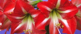 Opp amaryllis!