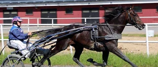 Formbeskedet: "Känns bättre än inför Elitloppet"