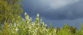 Hägg i full blom