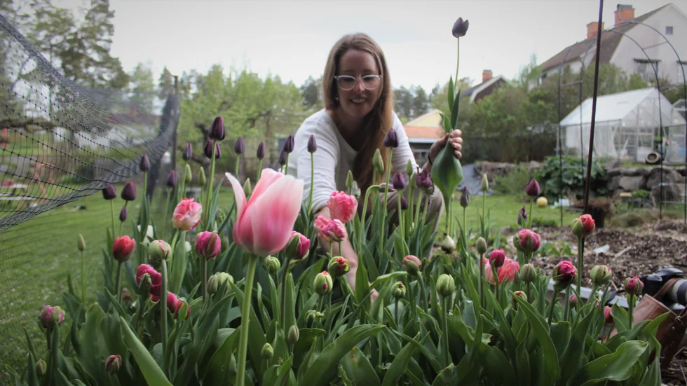 Malin Moberg sätter mellan 500 och 1000 tulpanlökar varje år. "Det är härligt när man lyckas får dem att blomma samtidigt", säger hon.

