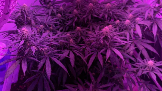 I ett odlingstält i en bostad hittade Eskilstunapolisen hemodlad cannabis som togs i beslag.