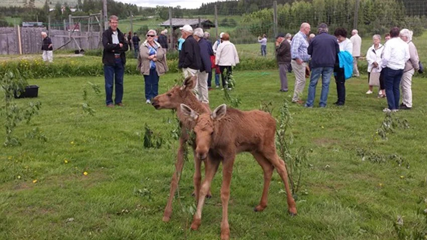 Älgkalvarna. Djuren var tama och lät sig gärna klappas.