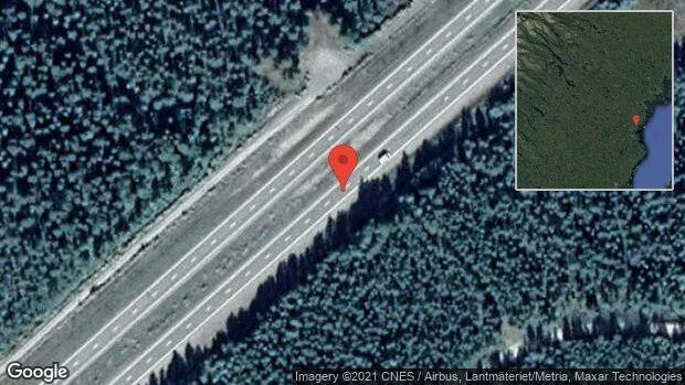 Älgar på vägen på E4