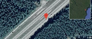 Älgar på vägen på E4