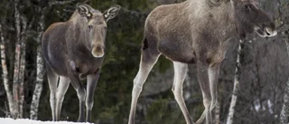 Skidåkare på Nydala attackerad av älg