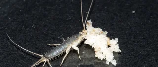 Supersilverfisken tar över i Uppsala