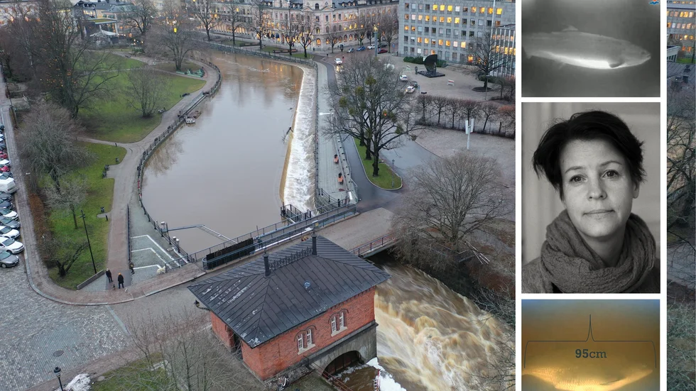Faunapassagen i vid Turbinbron i Västerås har gjort det möjligt för fisk att vandra upp i Svartån i centrala Västerås. "Att det skulle komma upp lax i Svartån var det nog ingen som hade räknat med", säger Susanna Hansen, vattensamordnare vid Västerås stad.