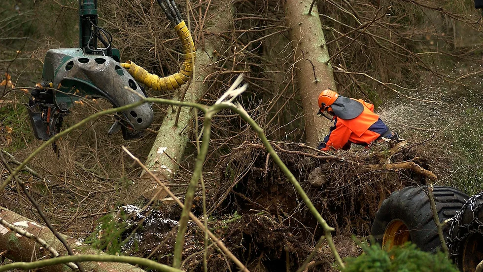 Skogssälsskapet ger tips på hur skogsägare kan rädd sin skog från att fällas av kraftiga stormar. Bilden är från 2005 och stormen Gudruns verkan.