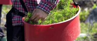 Skogsarbetarna från Kamerun får sin lön