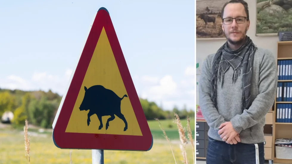 Varnar för vildsvin gör Strängnäsbon Fredrik Wingstedt som natten till söndag utanför sin port på Vallbyvägen möttes av en sugga med två kultingar.