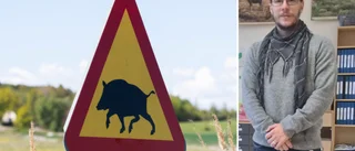 Fredrik ställdes öga mot öga med vildsvin – utanför sin egen port: "Fick världens chock"