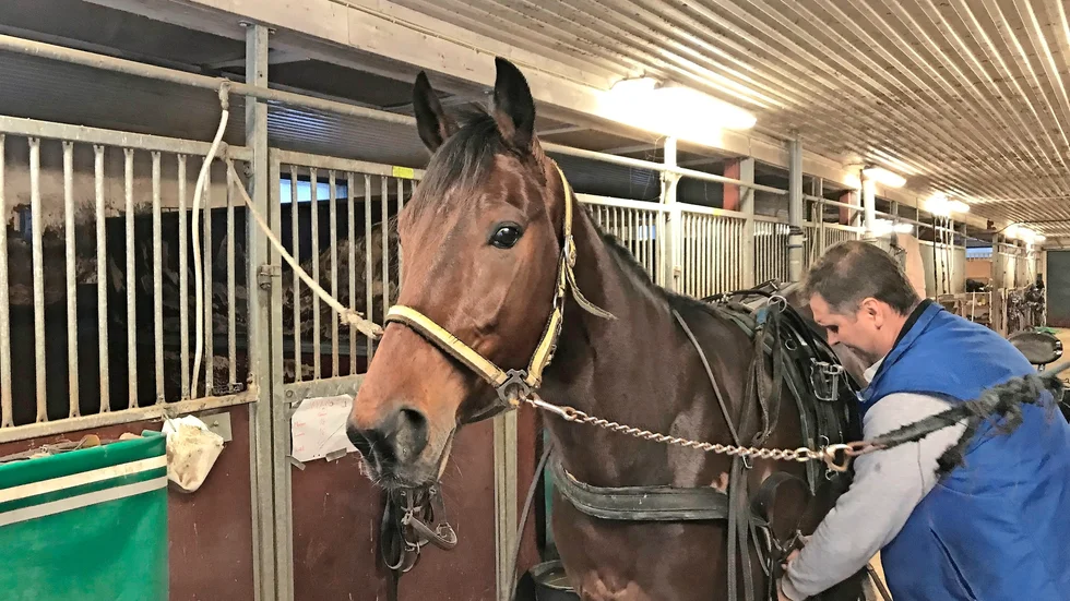Zorro Swing förbereds för en ny V75-start.