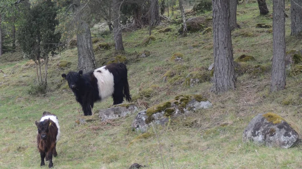 Oslagbart för miljön. Inget slår betande mular, trampande klövar och bajsande rumpor skriver Landsbygdspartiet Oberoende.