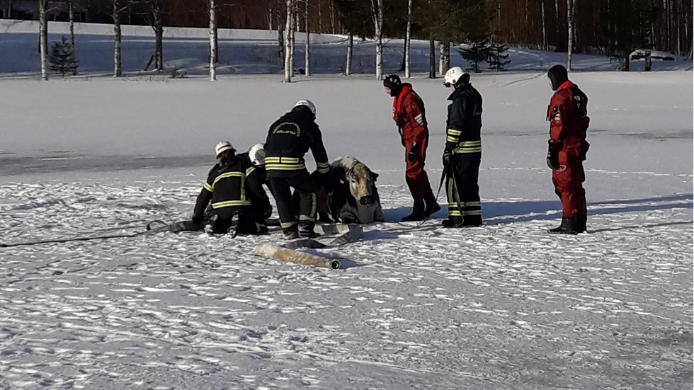 Räddningstjänsten räddade en ko som gått igenom isen i Bodbysund på måndag morgon.
