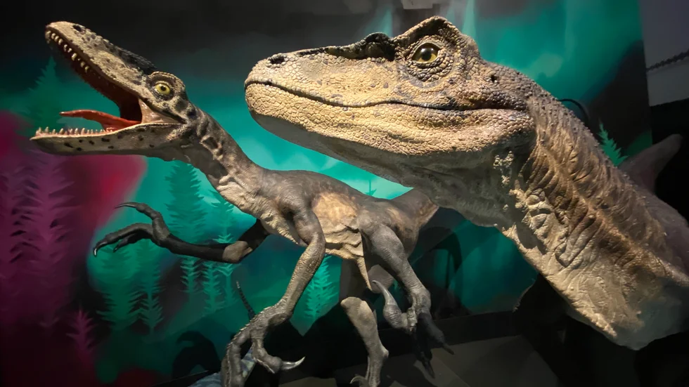 Kanske hade dinosaurierna klarat sig om meteoriten som slog ut dem hade träffat jorden en annan årstid. Forskare tror att den kom på våren. Bilden är tagen på Australian Museum i Sydney.