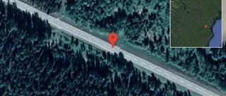 Renar på vägen på väg 95