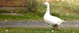 Gåslever förutsätter fruktansvärd tvångsmatning 