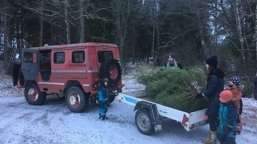 De som ska hämta en gran får antingen skjuts eller går ut till de platser i skogen där de väljer en gran och sedan sågar ner den.