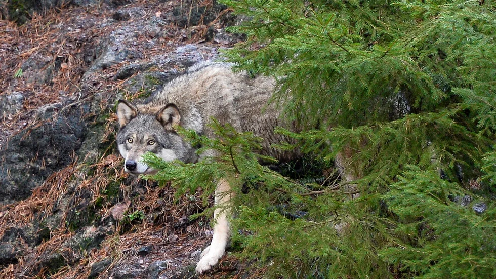 Dna-prover från den skjutna vargen har skickats till Statens veterinärmedicinska anstalt för analys. Resultatet väntas dröja några veckor, enligt länsstyrelsens handläggare. Vargen på bilden har inget med artikeln att göra. Arkivbild.
