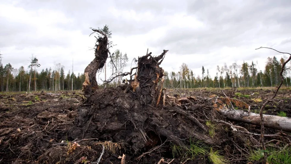 Tvingas böta. En man från Piteå, som köpt skog med avverkningsförbud, tvingas nu böta för att han inte återställt den felaktiga avverkning köparen gjort. (Arkivbild)