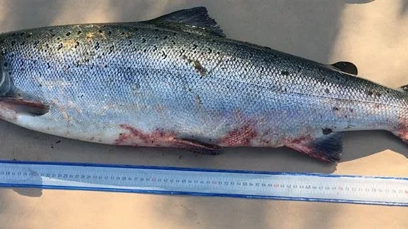 Fiskdöd. Infektioner tros ligga bakom den fiskdöd som drabbat ett flertal vatten.