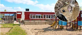 Möss springer runt i förskola – stängs för sanering: "Kan vara bärare av bakterier och virus"