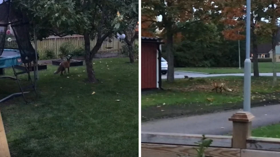 Räven traskade omkring i villaområdet i Vidingsjö.