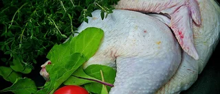 Så många drabbades av campylobacter