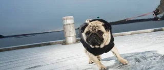 Så skyddar du hunden mot köldskador