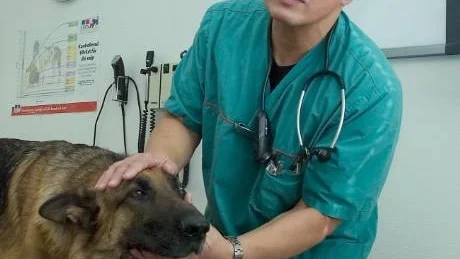 – Många hundar grips av panik när det börjar smälla, säger veterinär Andreas Koch-Emmery. Det är viktigt att inte lämna dem ensamma när nyårsafton brakar loss. Bäst av allt är faktiskt att lämna stan för någon lugnare plats.Foto: Titti Olovsson/arkiv