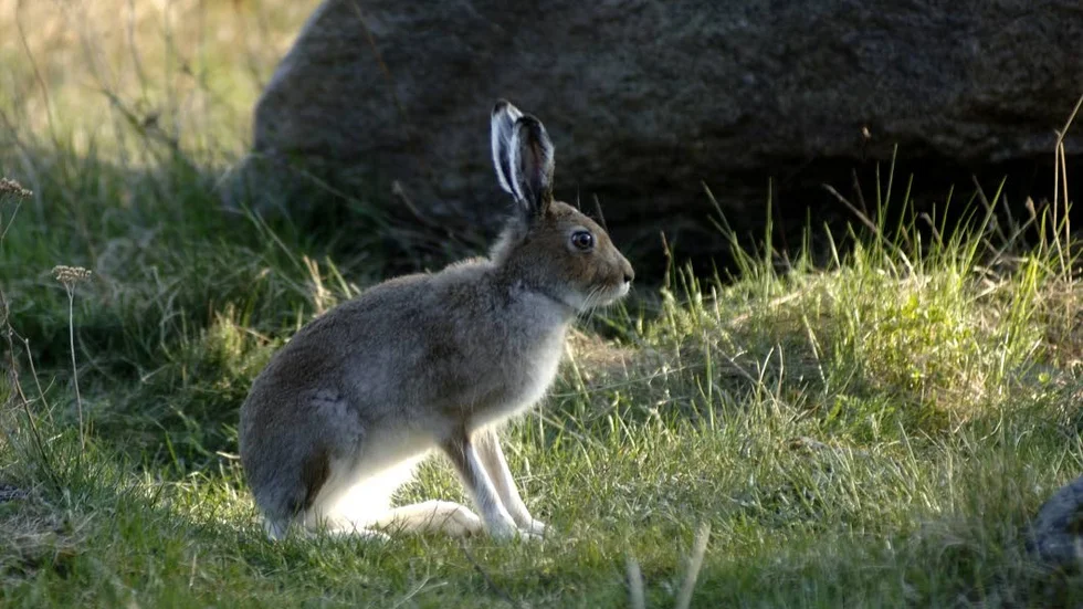 Totalt tio personer har nu insjuknat i harpest i Norrbotten. Som tidigare är samtliga smittade inrapporterade från Piteå kommun, men nu har sjukdomen spridits norrut. (arkivbild)