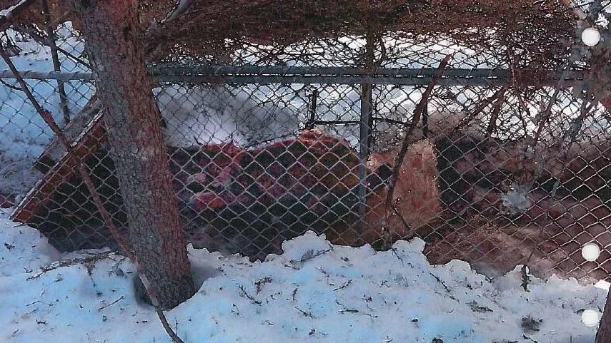 Ett lodjur som fångats och hålls i bur av en av de misstänkta. Bilden fanns i mobiltelefonen hos en av de misstänkta i rättegången om grova jaktbrott i Norrbotten. Bild ur förundersökningsprotokollet.