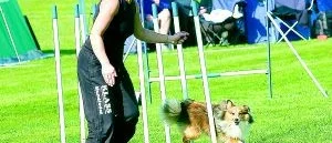 Hopptävling för hundar